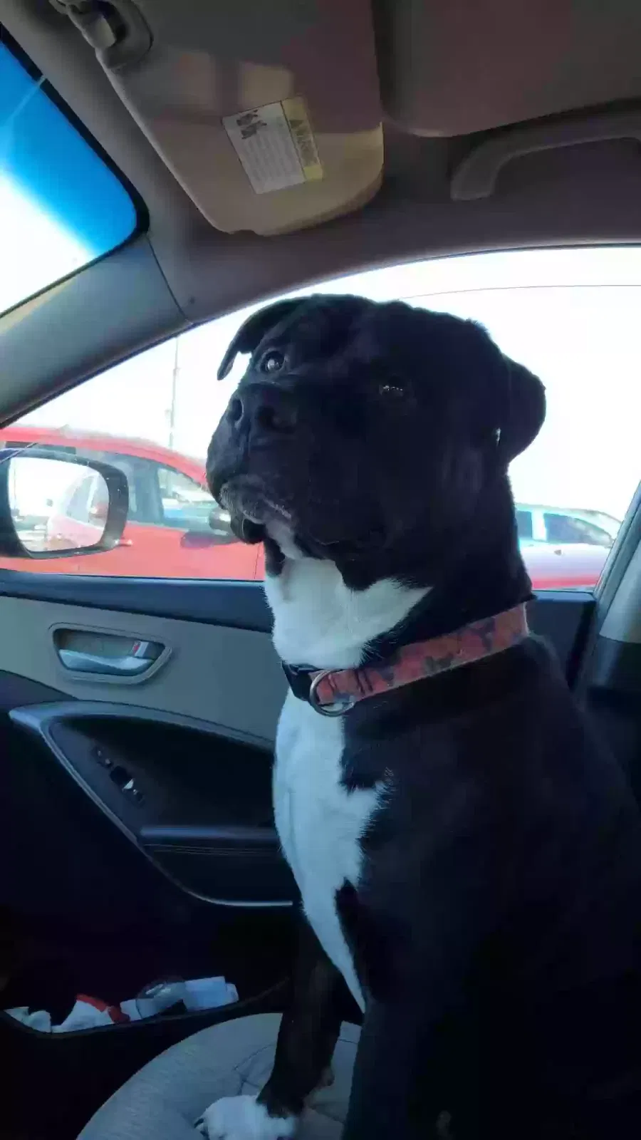 Lost dog in Bicknell, IN, 47512