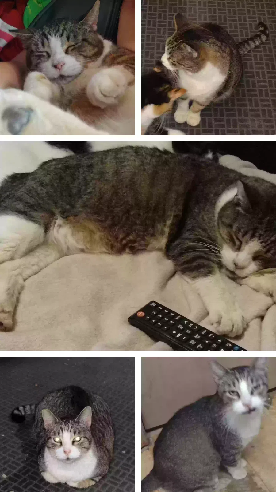 Lost cat in New Orleans, LA, 70123