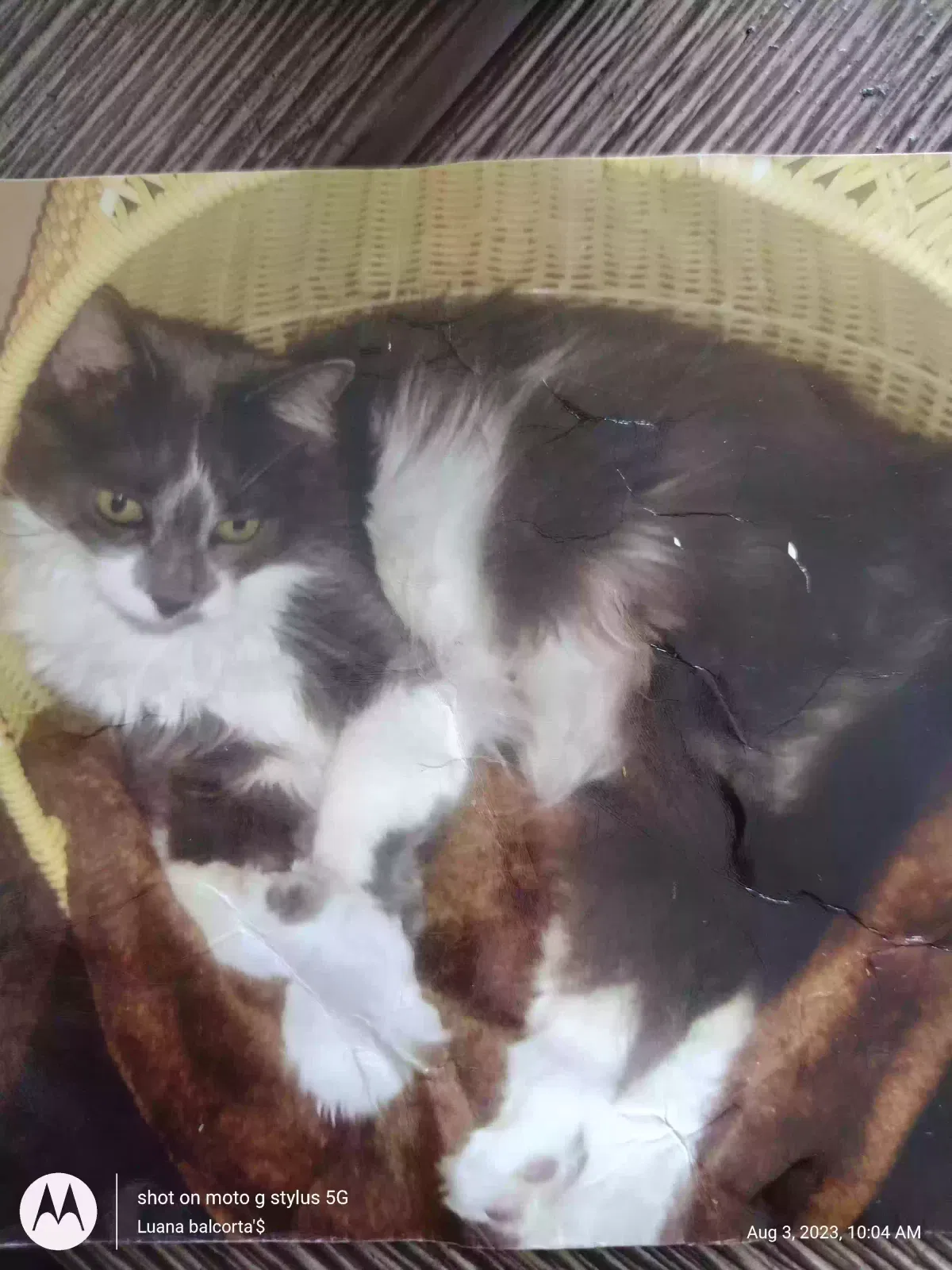 Lost cat in Castro Valley, CA, 94546