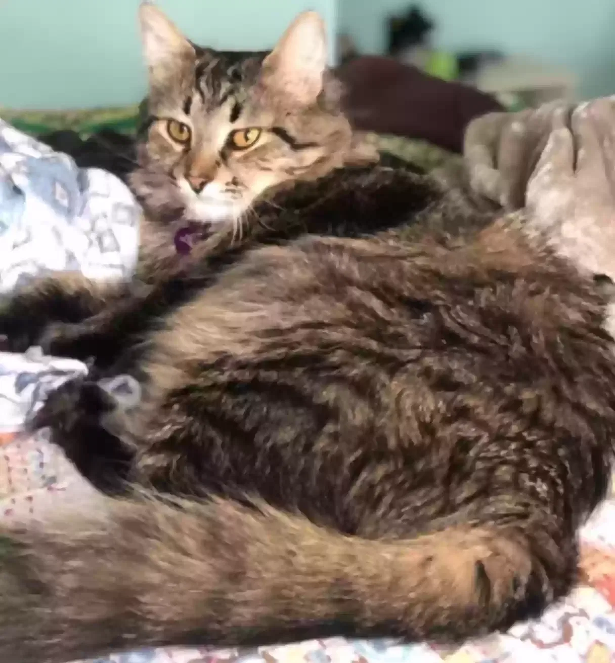 Lost cat in West Bloomfield, MI, 48322