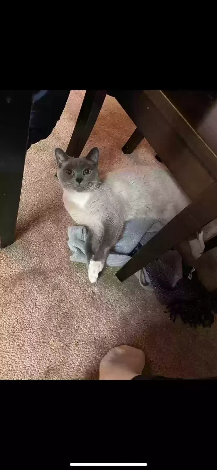Lost cat in Crawfordsville, IN, 47933