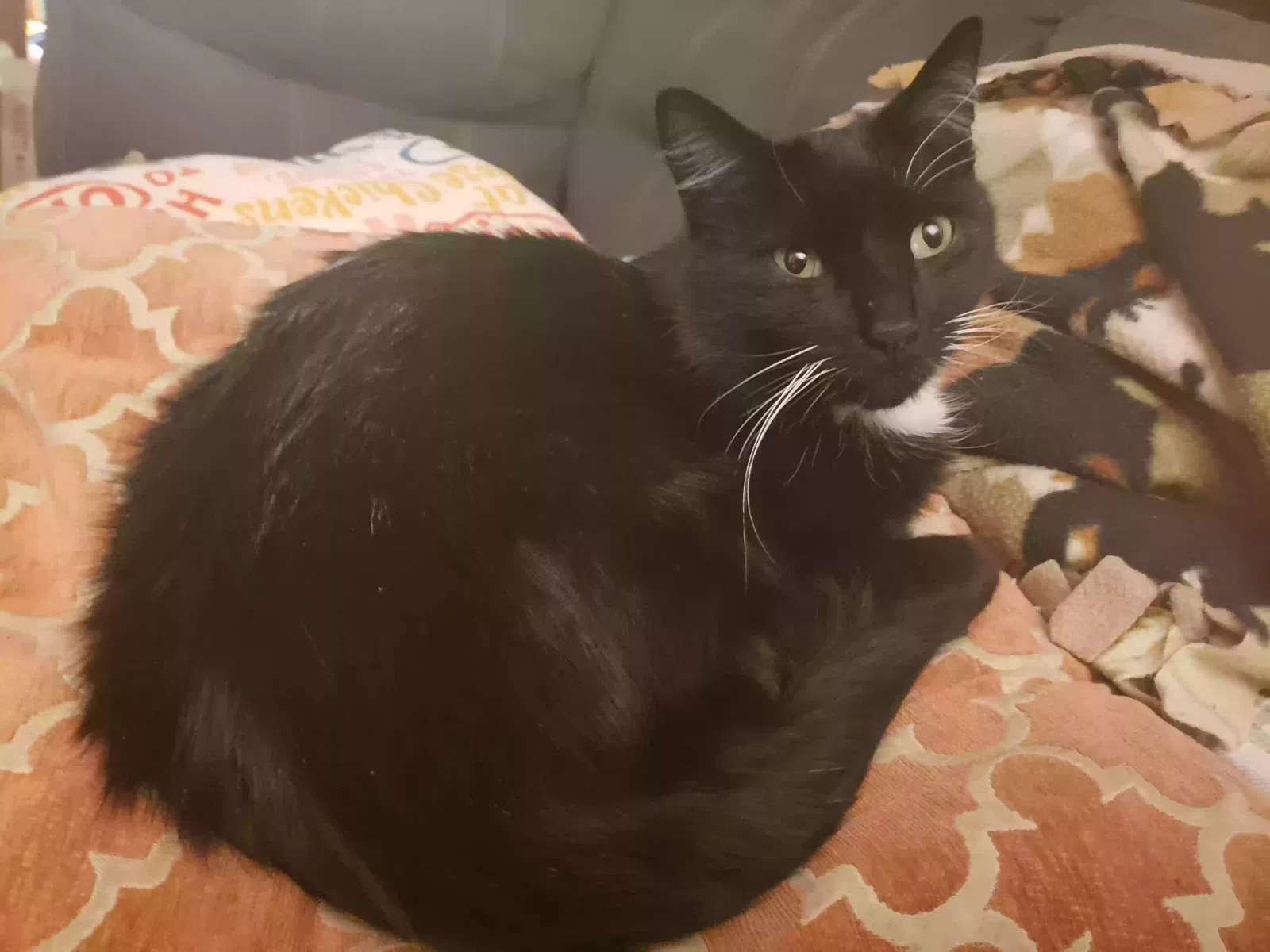 Lost cat in La Fayette, NY, 13084