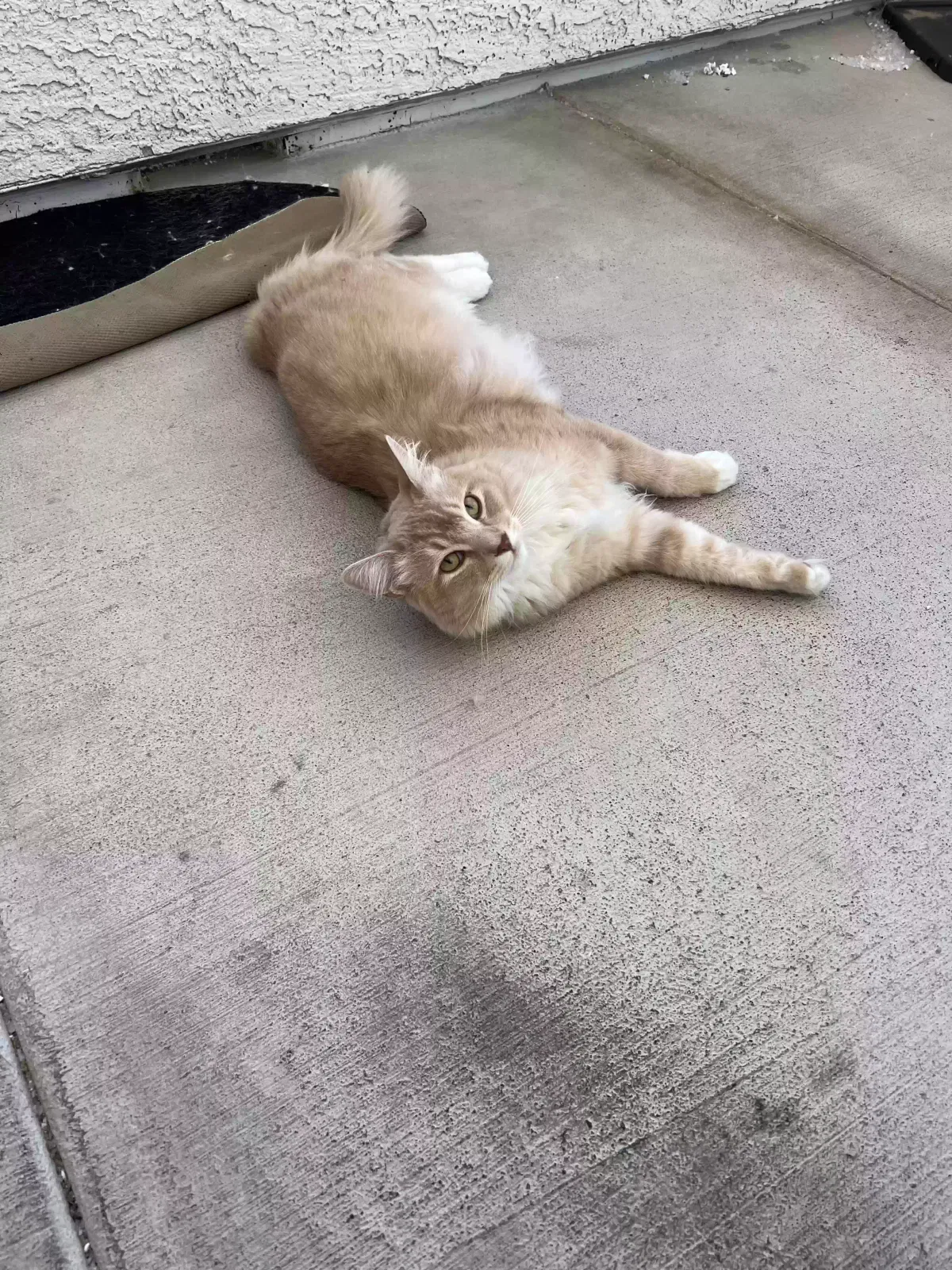 Lost cat in Henderson, NV, 89074