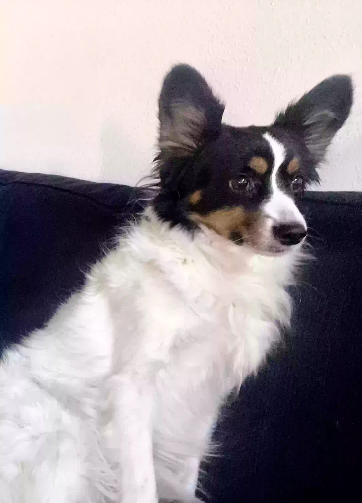Lost dog in Kissimmee, FL, 34743
