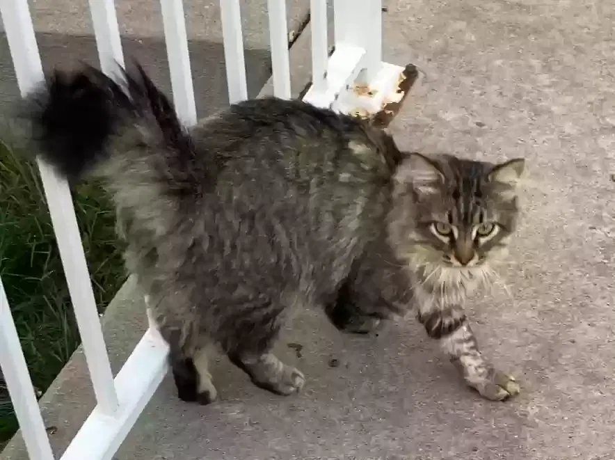 Lost cat in Littleton, CO, 80128