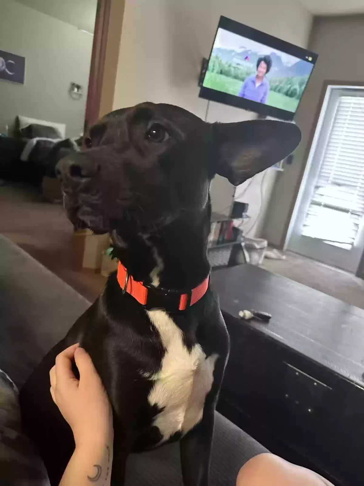 Lost dog in Veradale, WA, 99037