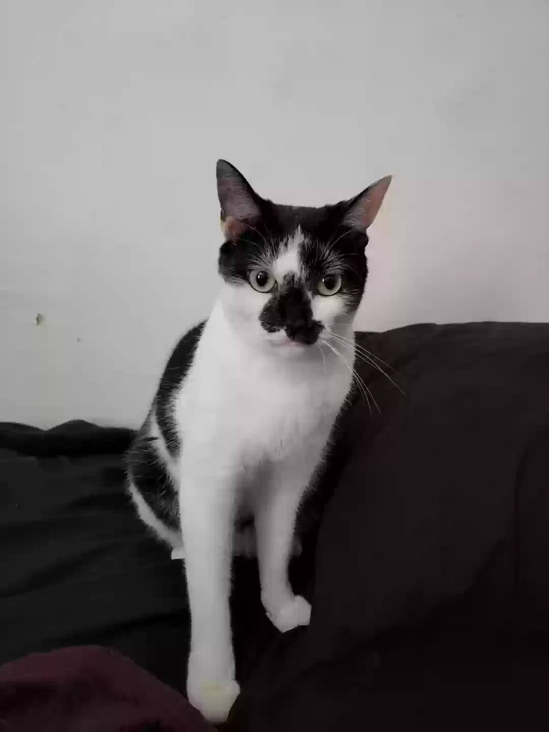 Lost cat in Nashville, TN, 37221