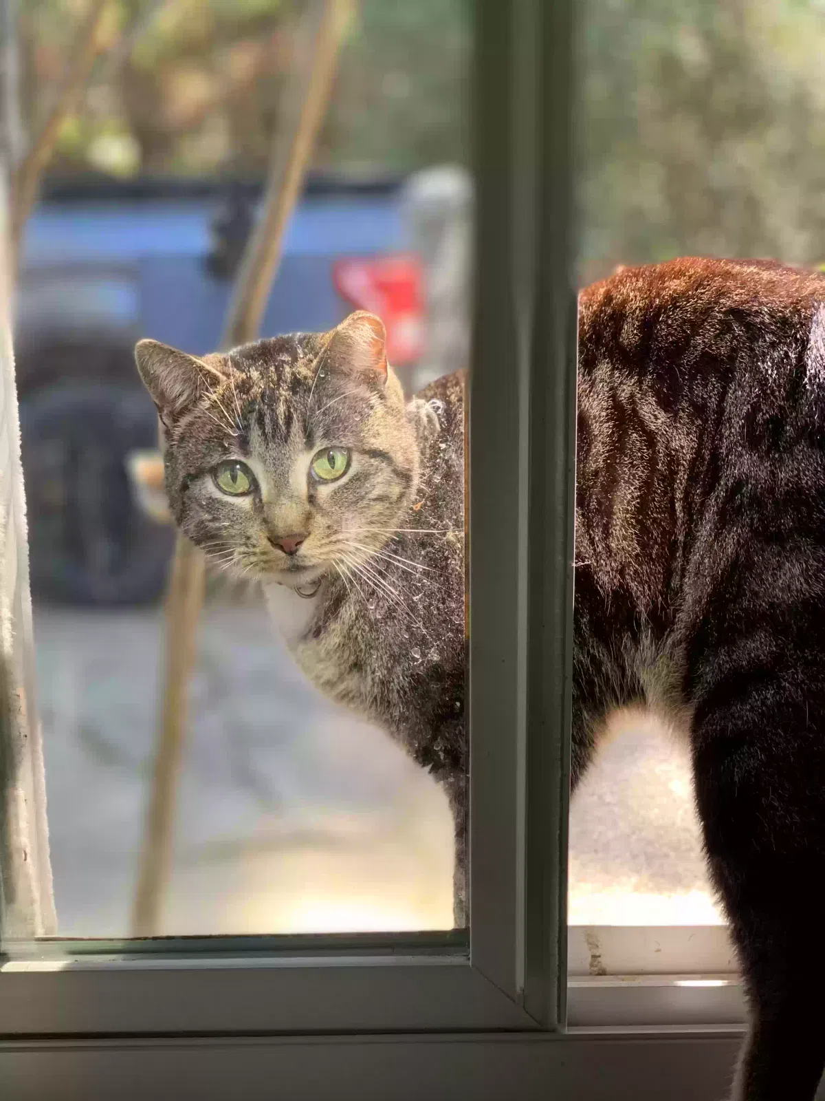 Lost cat in Conroe, TX, 77302