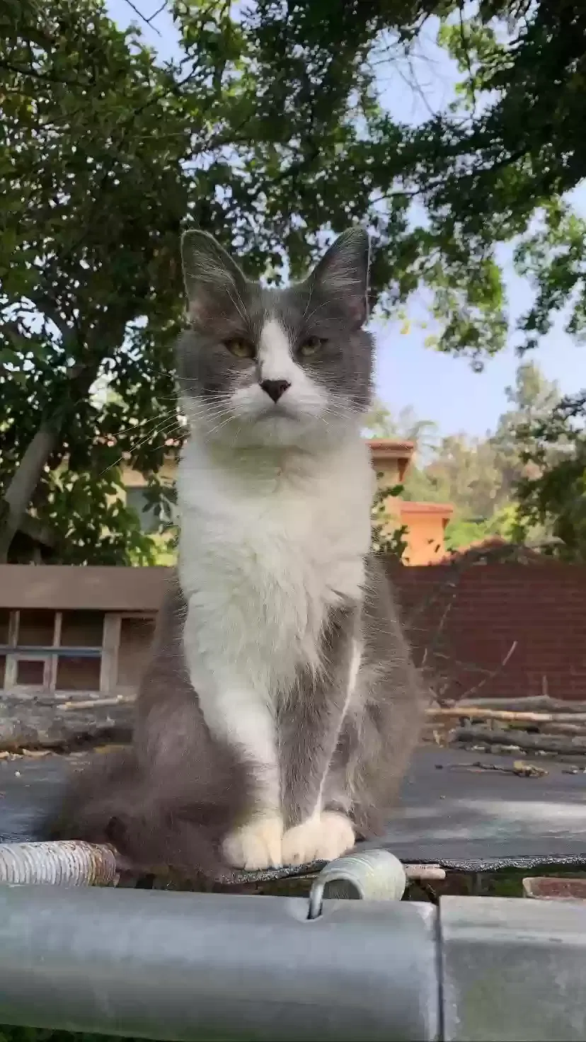 Lost cat in San Bernardino, CA, 92405