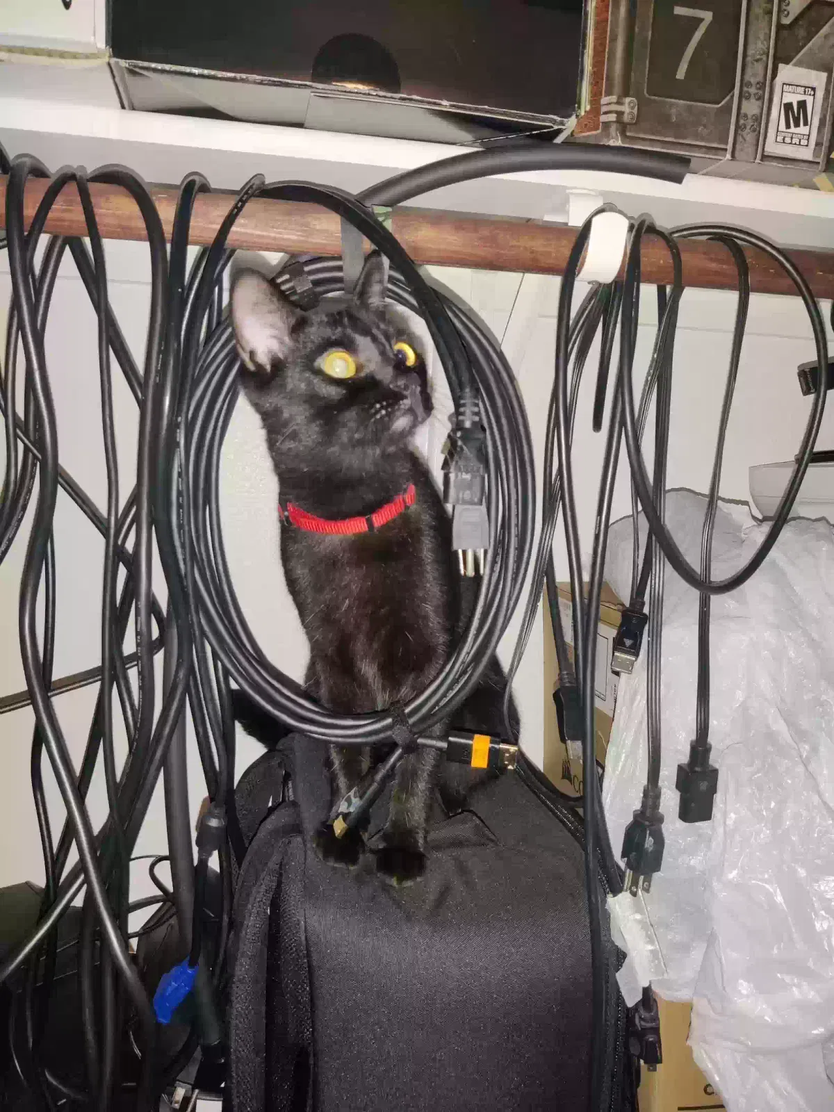 Lost cat in Conroe, TX, 77303