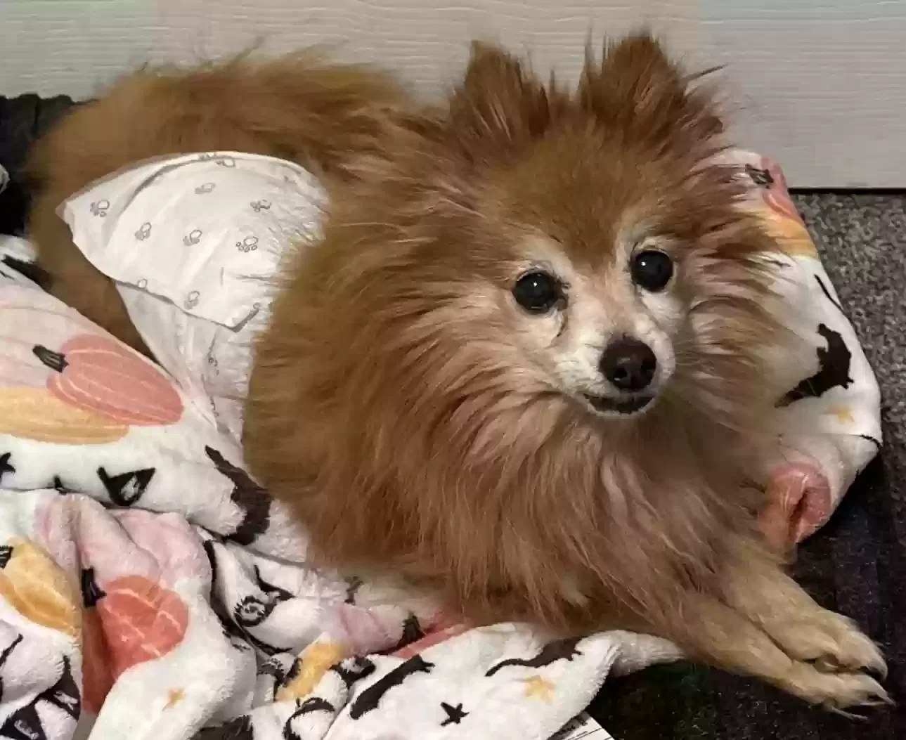 Lost dog in Lindon, UT, 84042