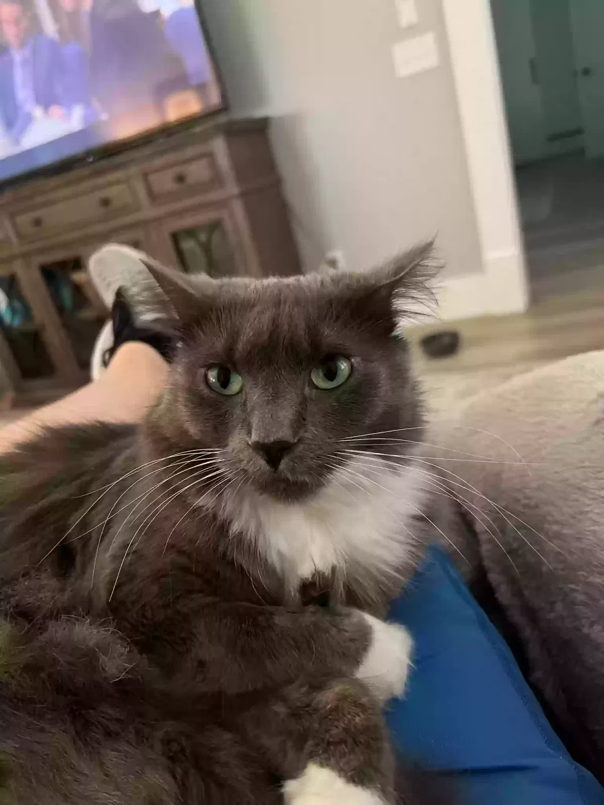 Lost cat in Morristown, TN, 37813