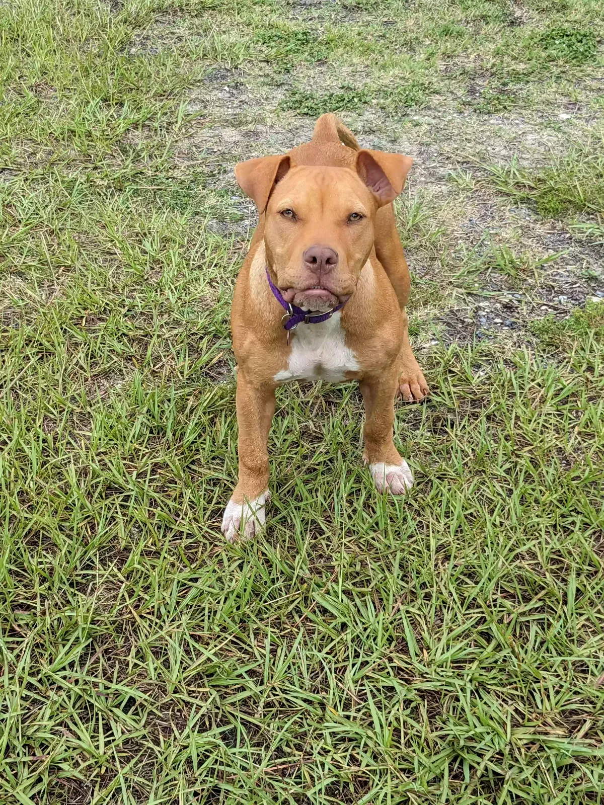 Missing Dog