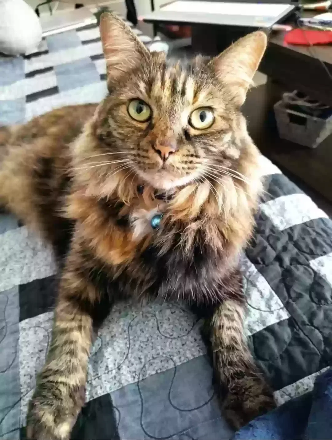 Lost cat in Beaverton, OR, 97005