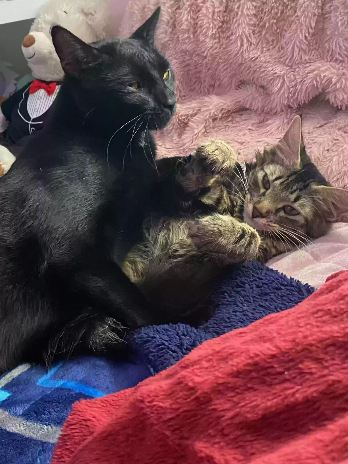 Found cat in Mesquite, TX, 75150