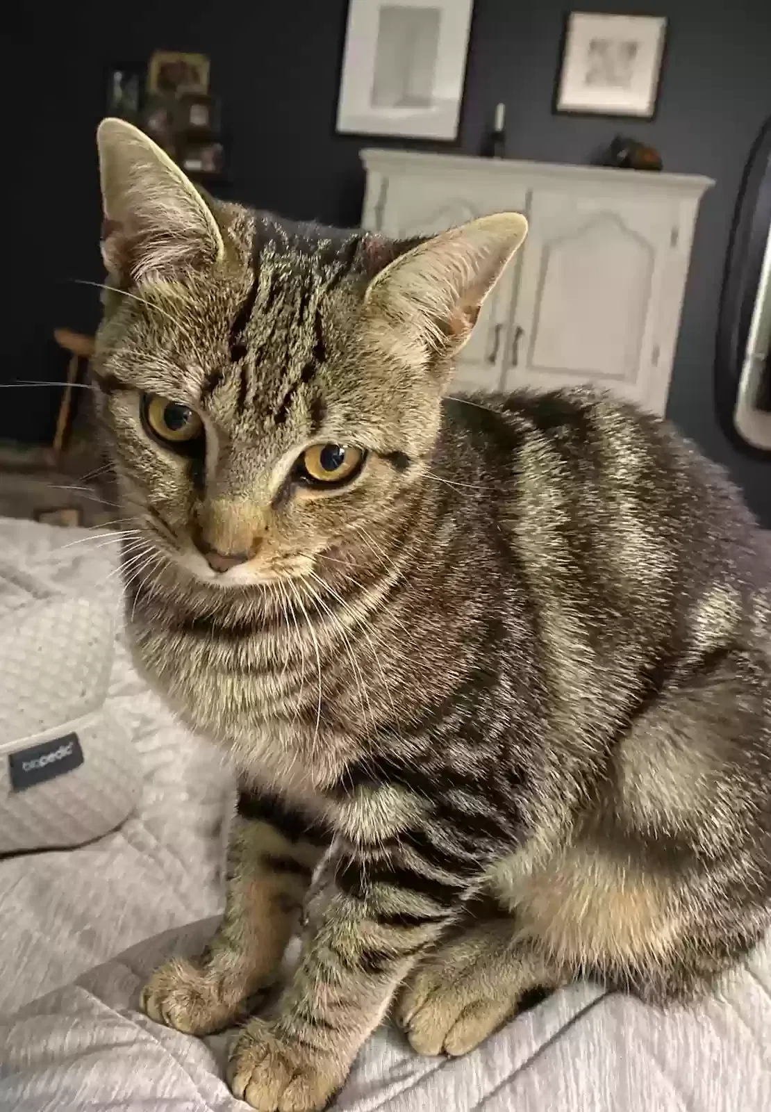 Lost cat in Chattanooga, TN, 37415