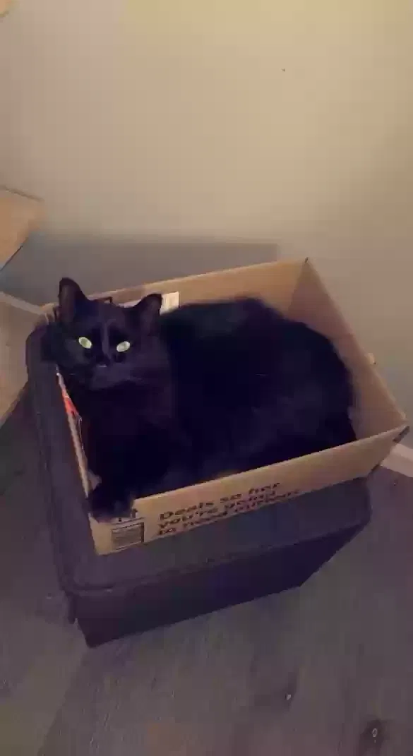 Lost cat in Lowell, NC, 28098