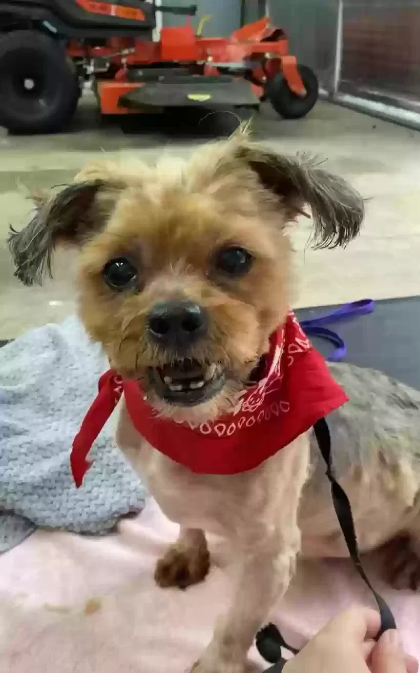 Found dog in Waldorf, MD, 20602