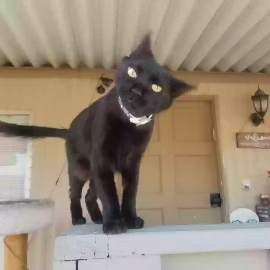 Lost cat in Tucson, AZ, 85705