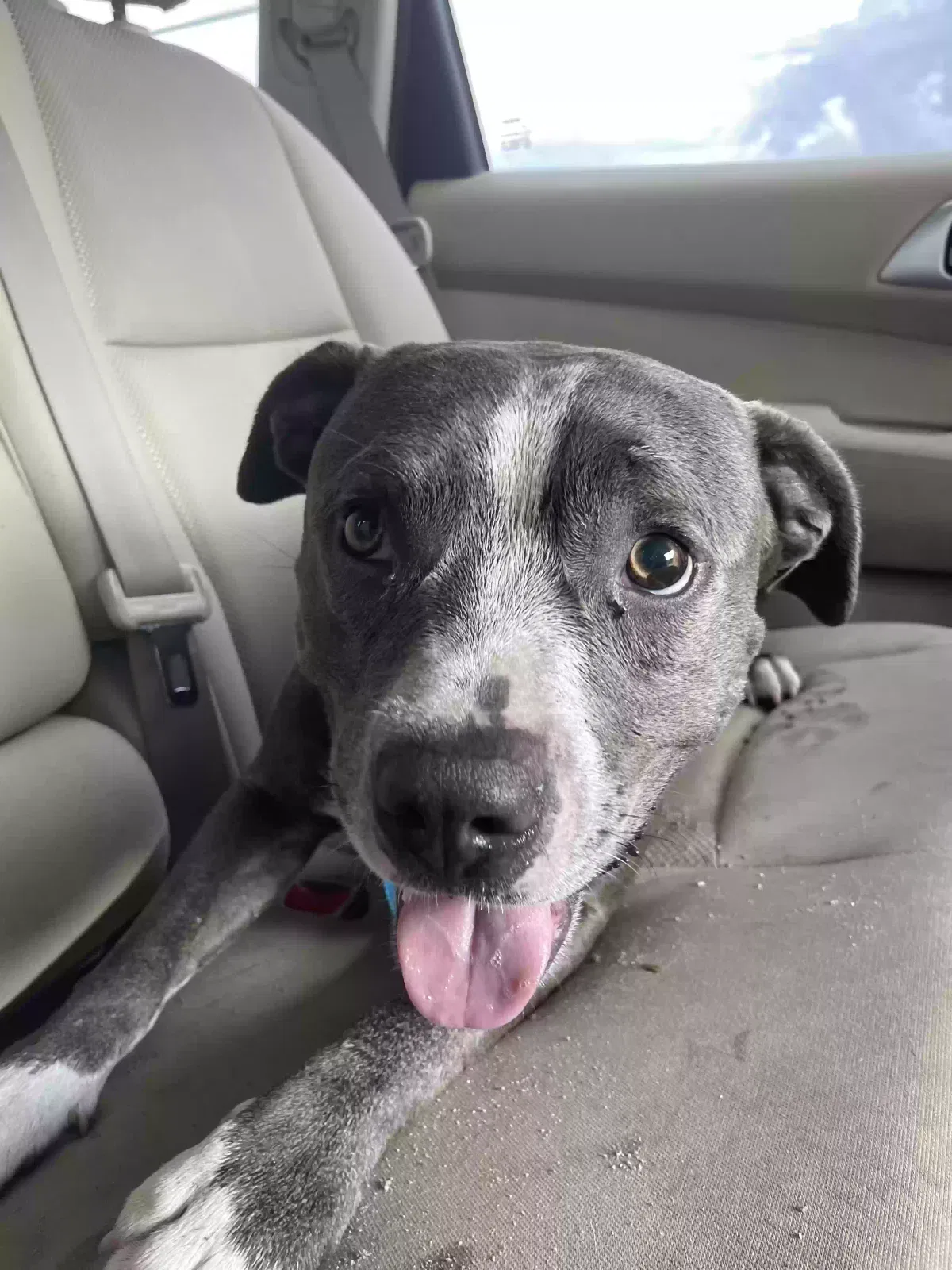 Found dog in Miami, FL, 33161