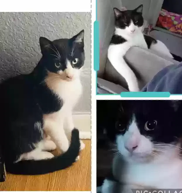 Lost cat in Corpus Christi, TX, 78408