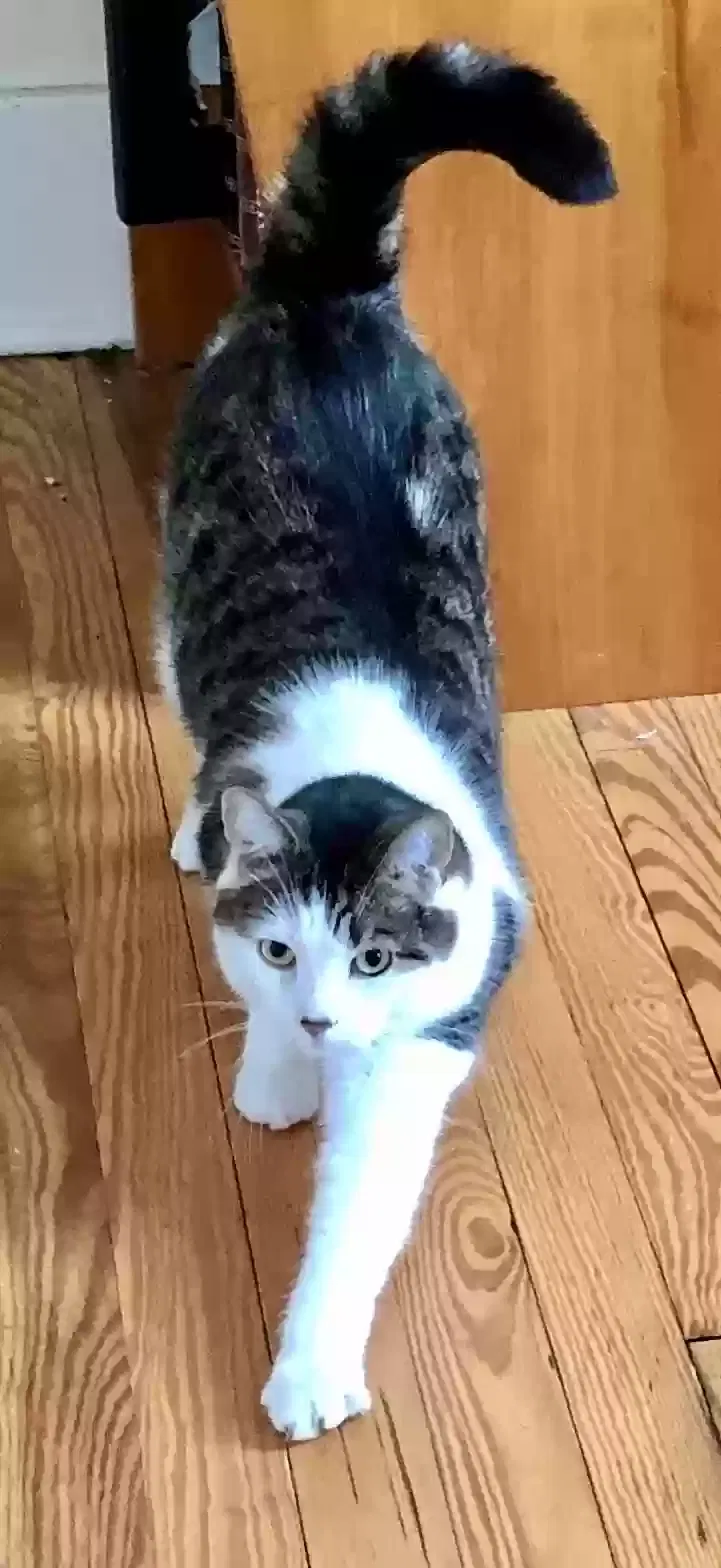 Lost cat in Santa Clarita, CA, 91390
