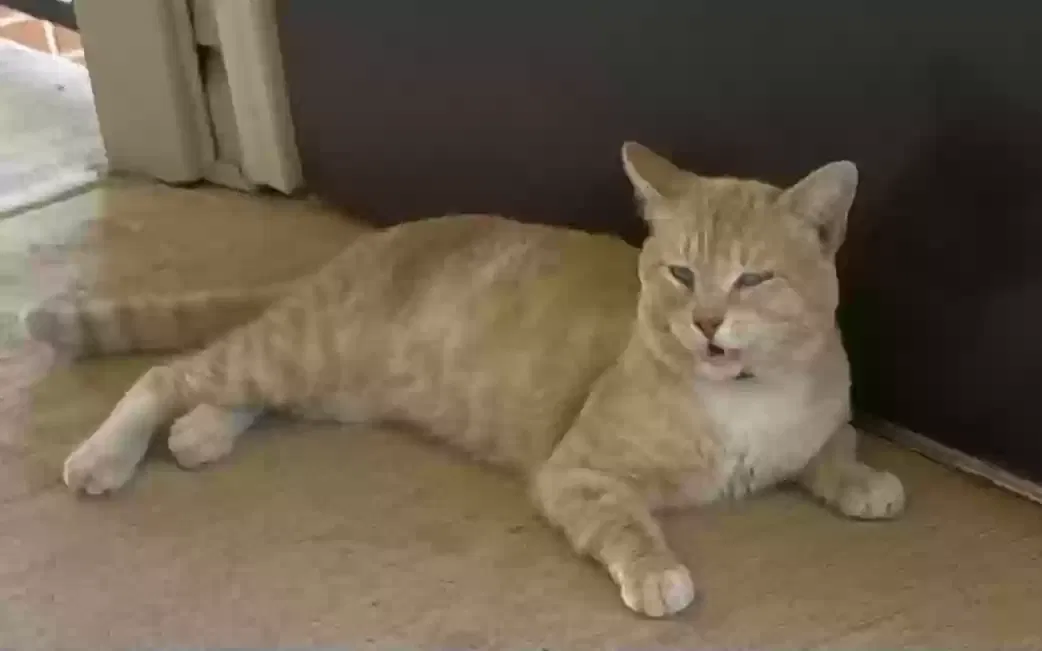 Found cat in Yukon, OK, 73099