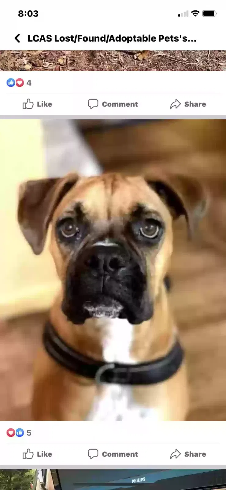 Lost dog in Loudon, TN, 37774