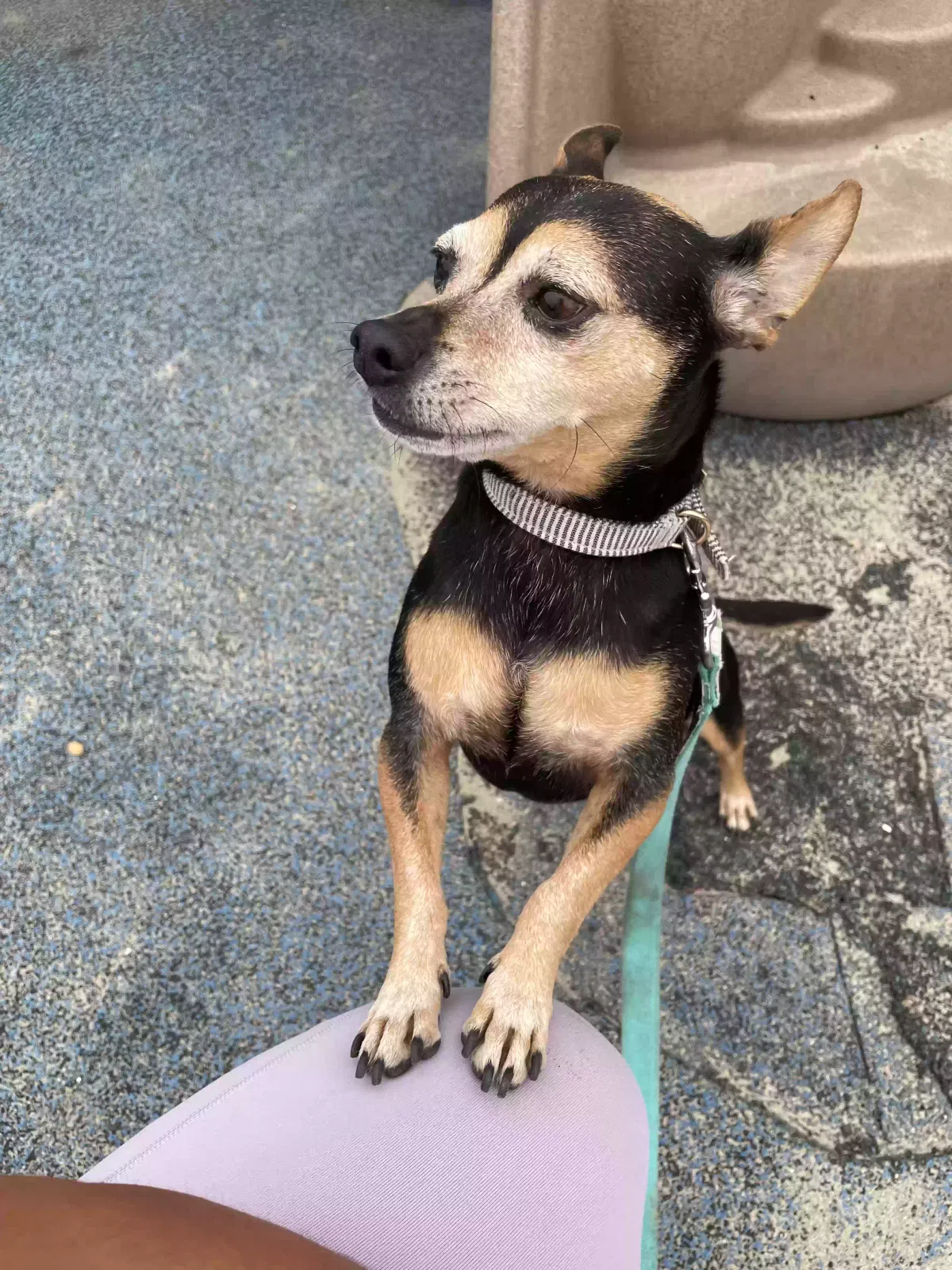 Lost dog in Oceanside, CA, 92057