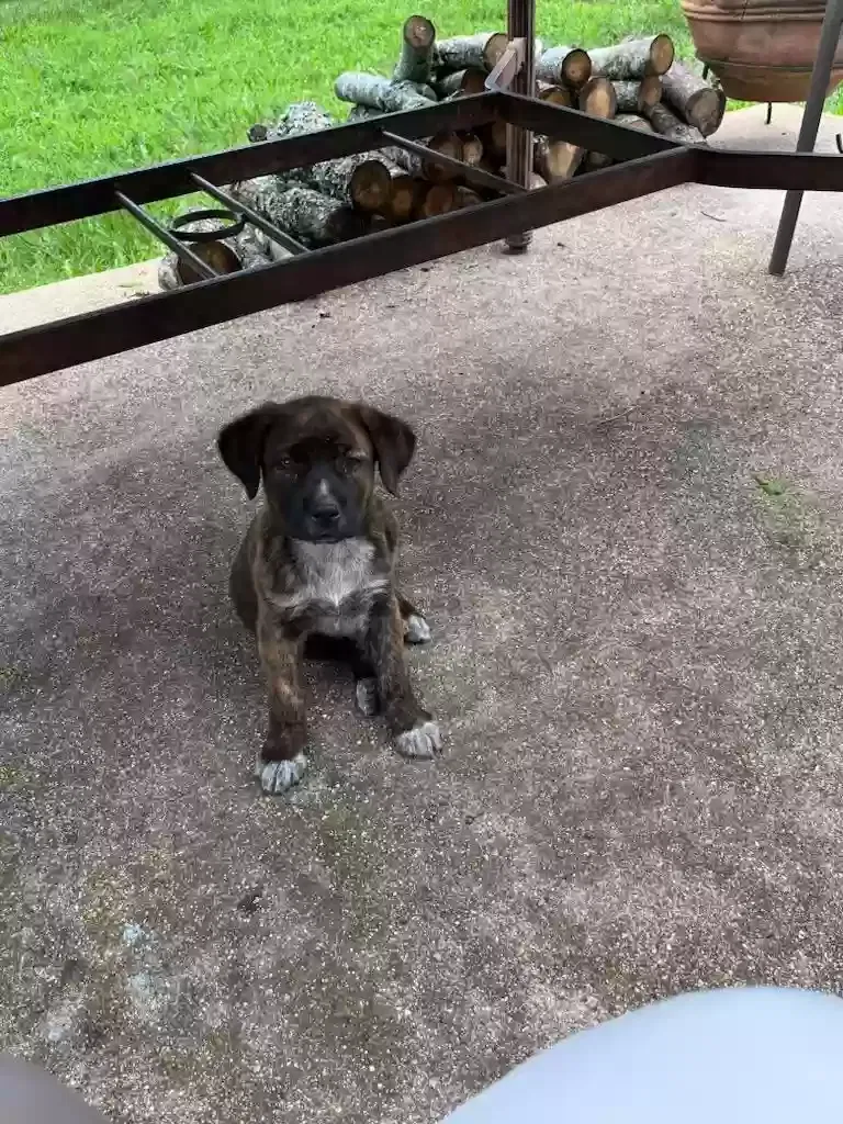 Found dog in Summersville, MO, 65571