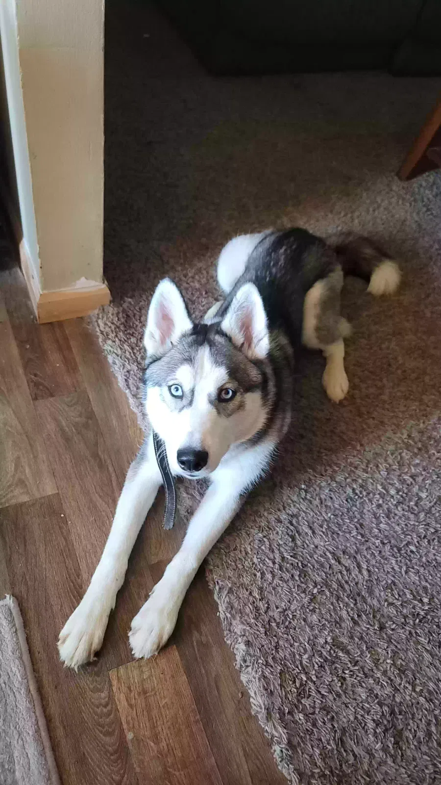 Lost dog in Grandview, MO, 64030