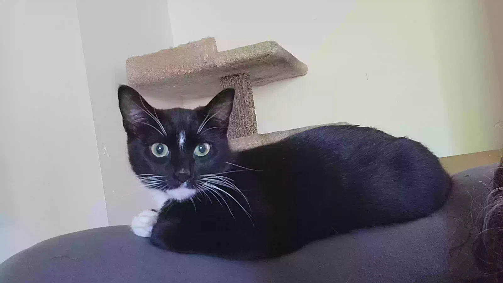 Lost cat in Tacoma, WA, 98445