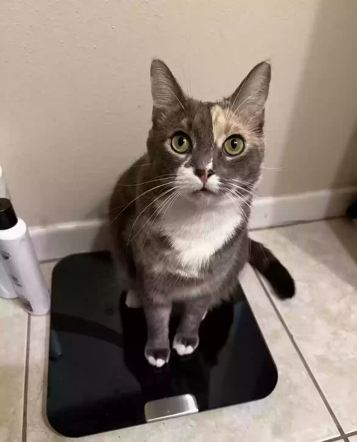 Lost cat in Tampa, FL, 33607