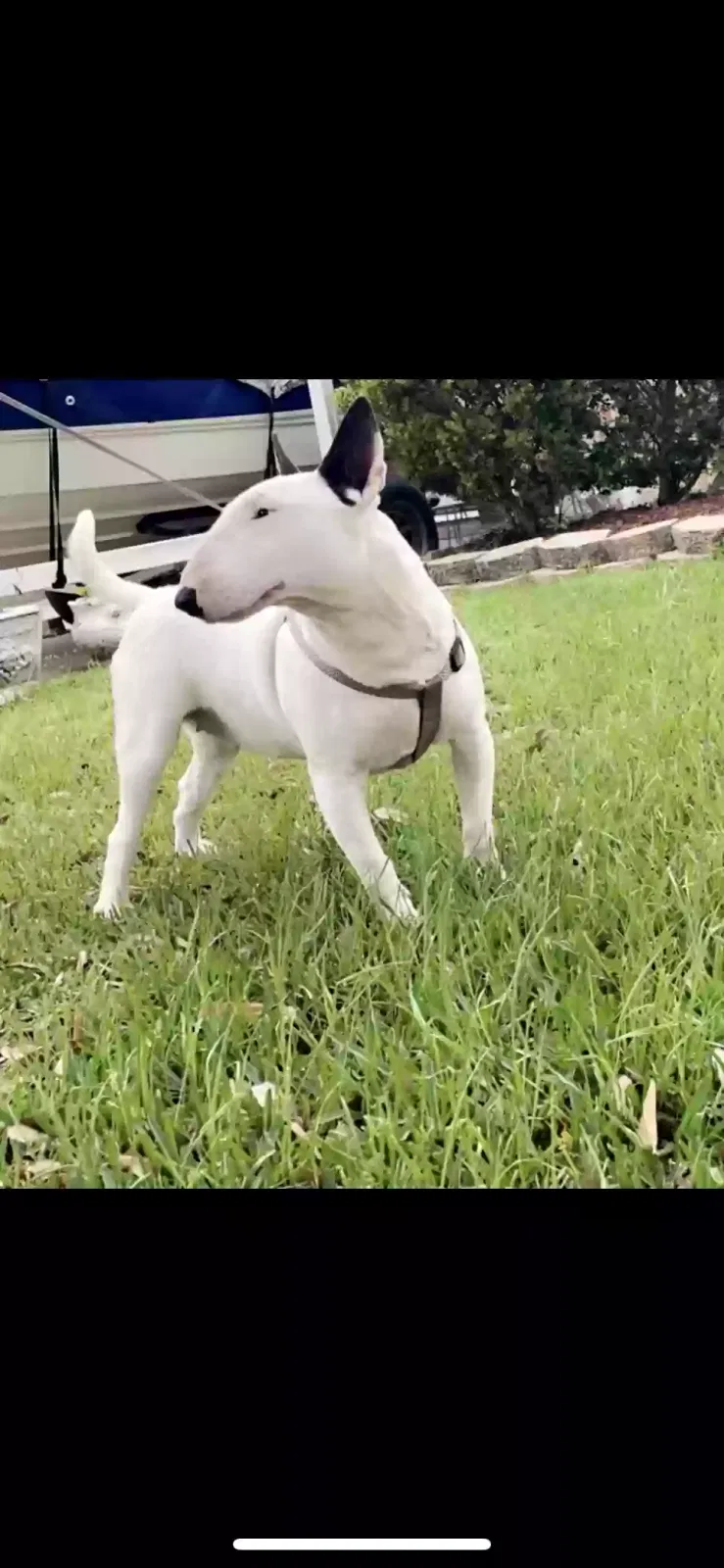 Lost dog in Houston, TX, 77044