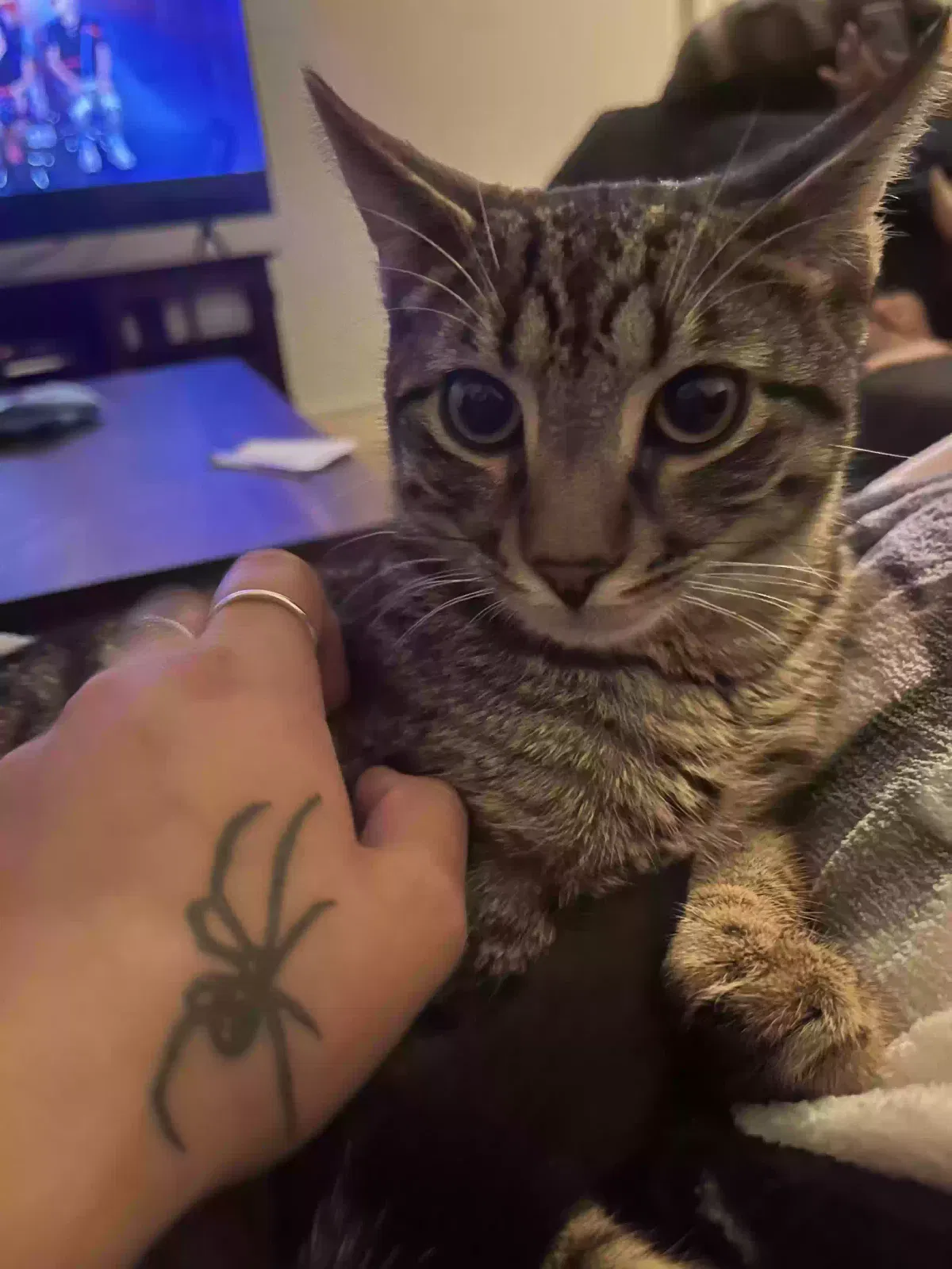 Lost cat in Henderson, NV, 89074