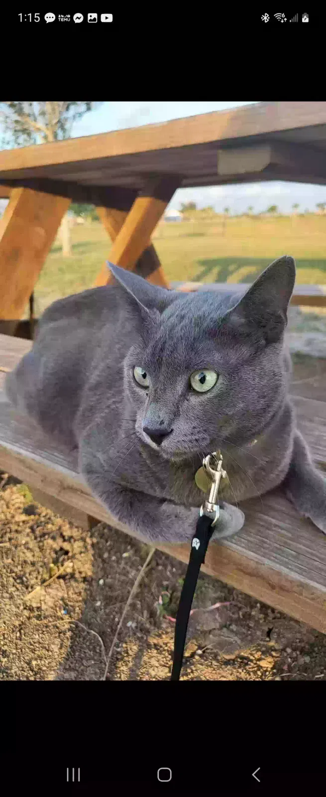 Lost cat in Brownsville, TX, 78521