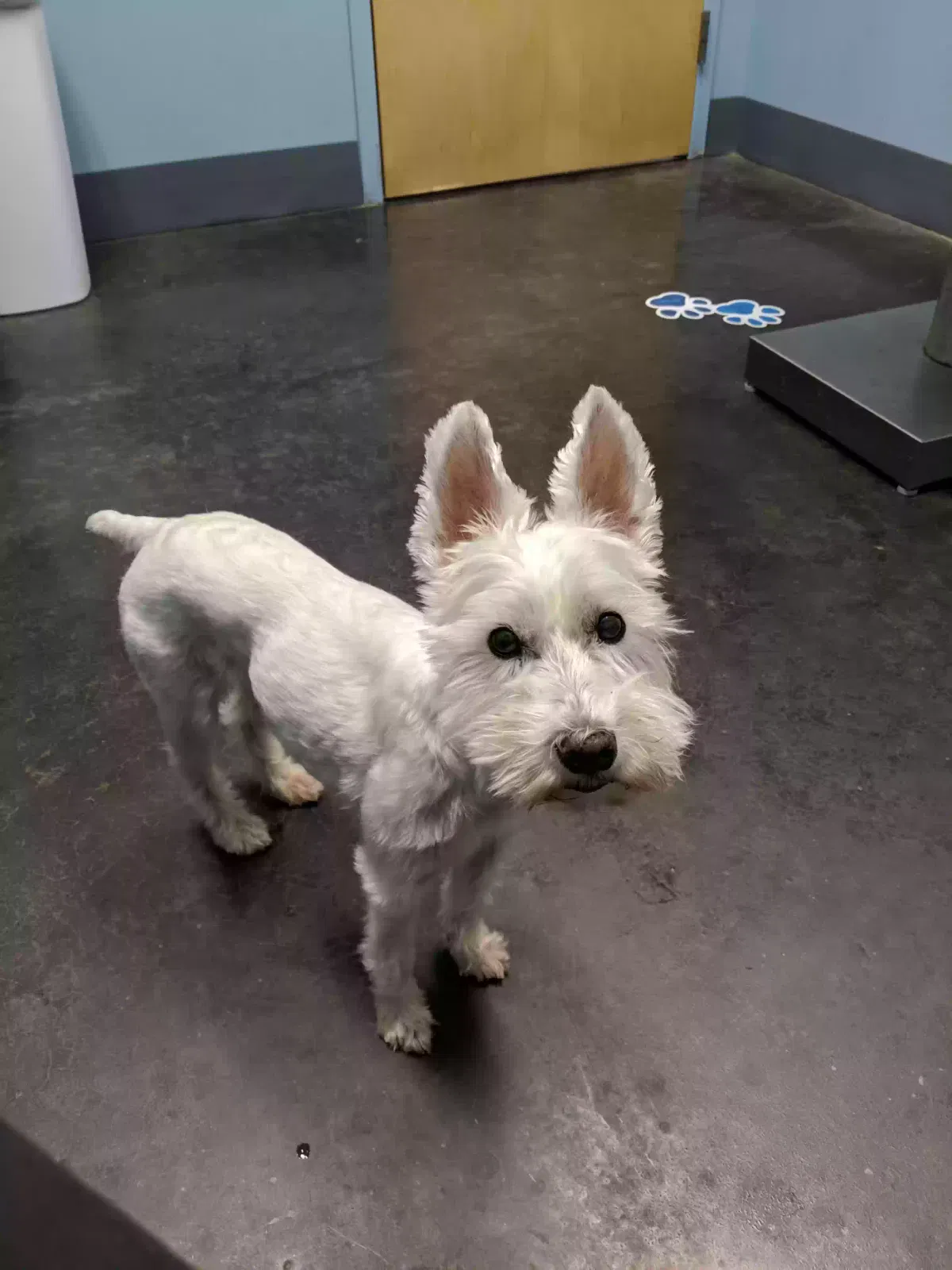 Lost dog in Dallas, GA, 30157