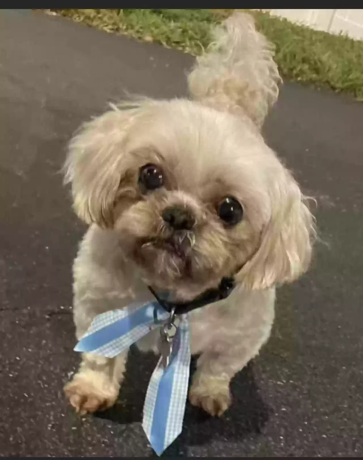 Lost dog in Opa Locka, FL, 33054