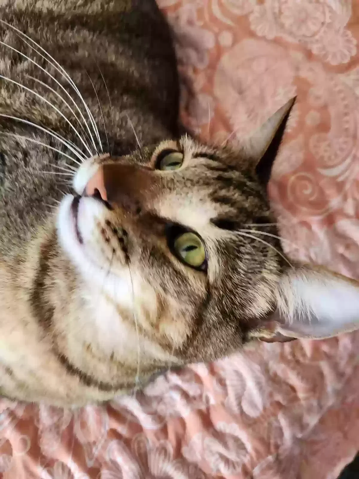 Lost cat in Citrus Heights, CA, 95621