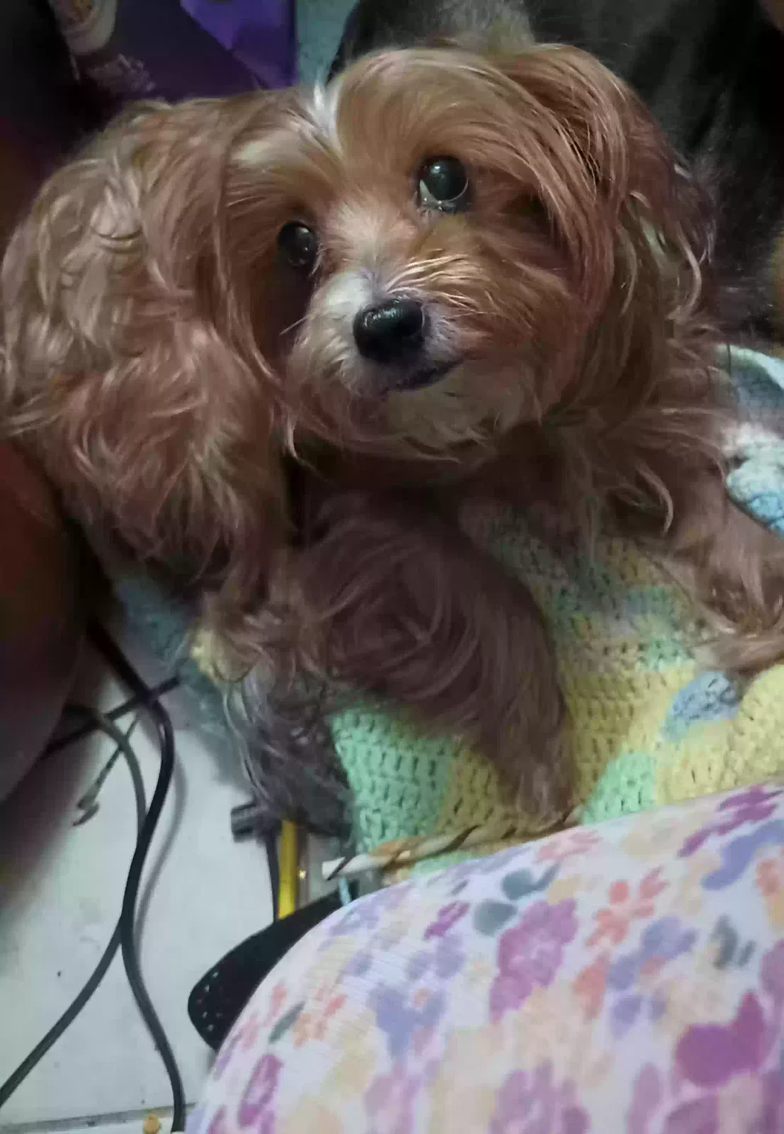 Lost dog in Tacoma, WA, 98424