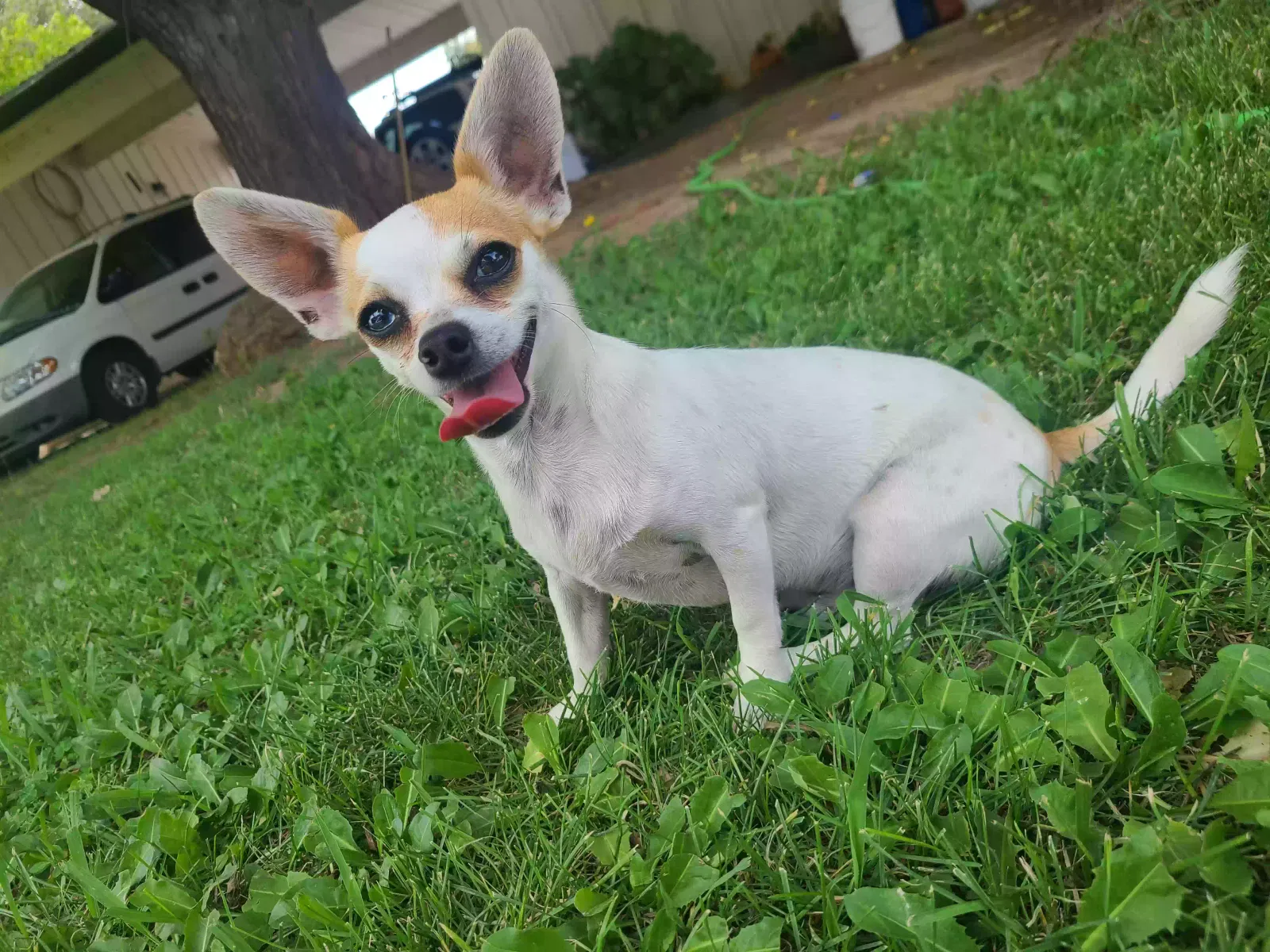 Lost dog in Elk Grove, CA, 95757