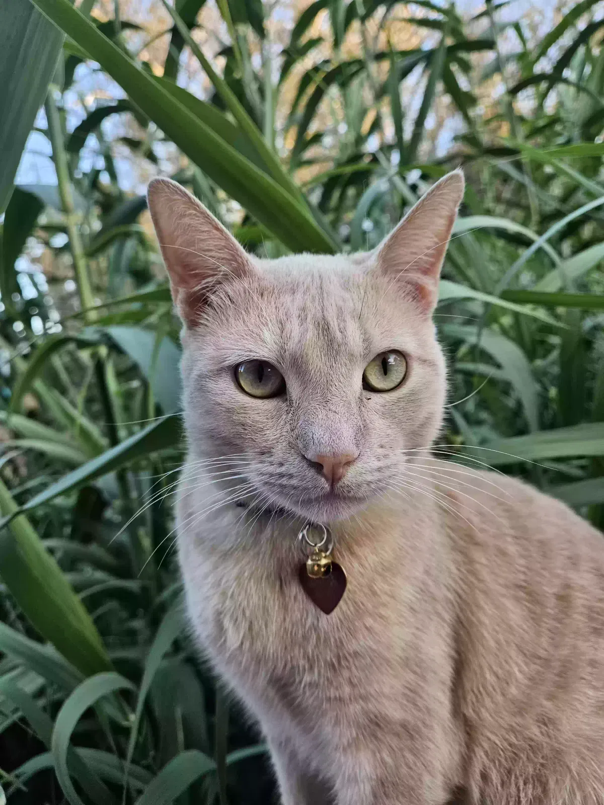 Lost cat in San Diego, CA, 92102