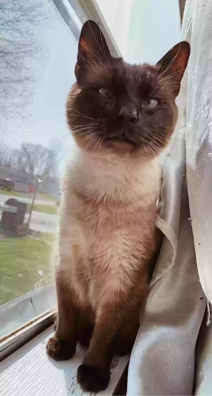 Lost cat in Chunchula, AL, 36521