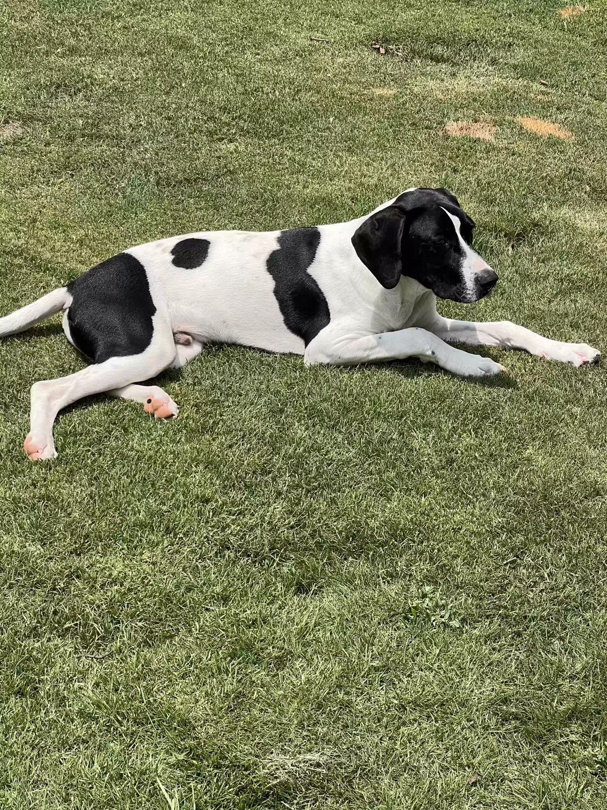 Found dog in Opelika, AL, 36804