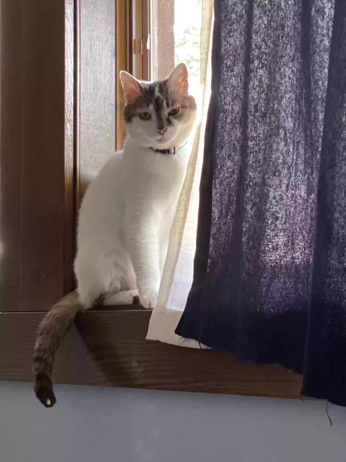Lost cat in Berea, OH, 44017