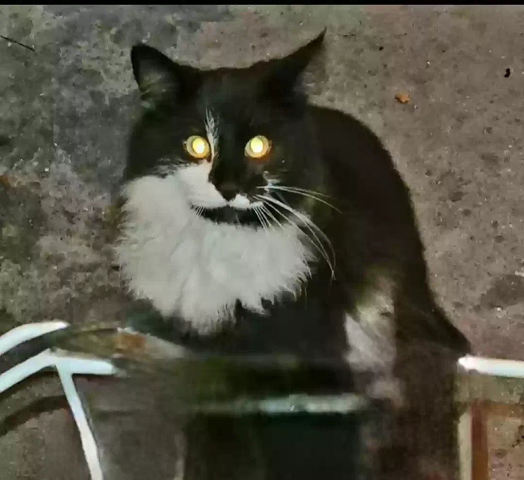 Lost cat in Buford, GA, 30518