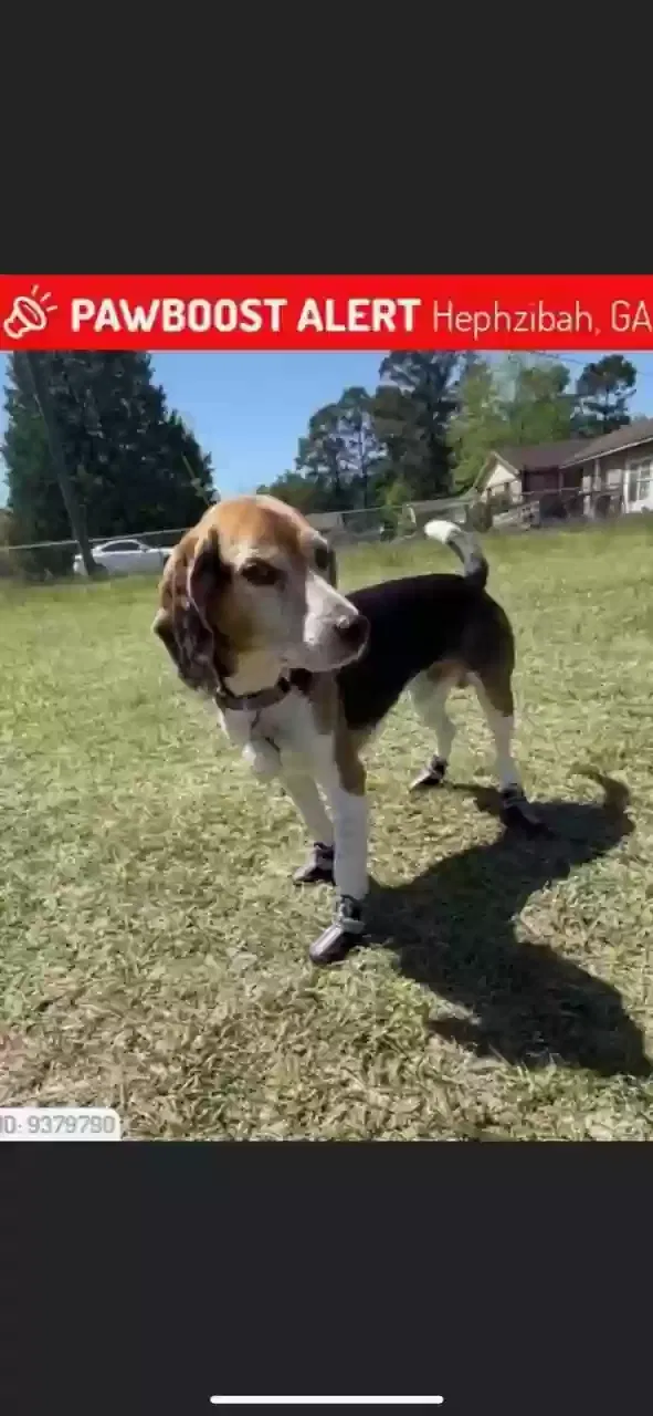 Lost dog in Hephzibah, GA, 30815