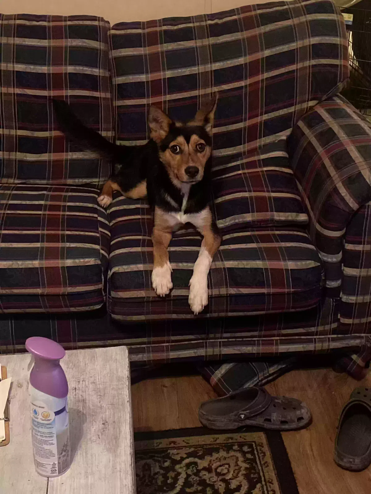 Found dog in Hopkins, SC, 29061