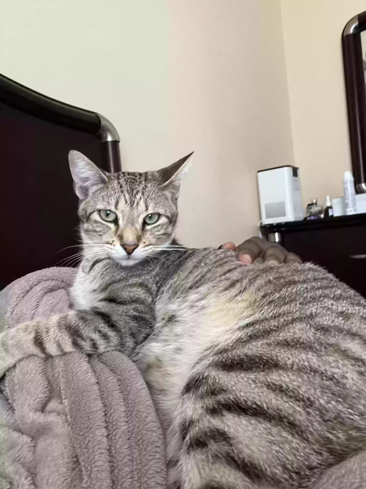 Lost cat in Homestead, FL, 33032