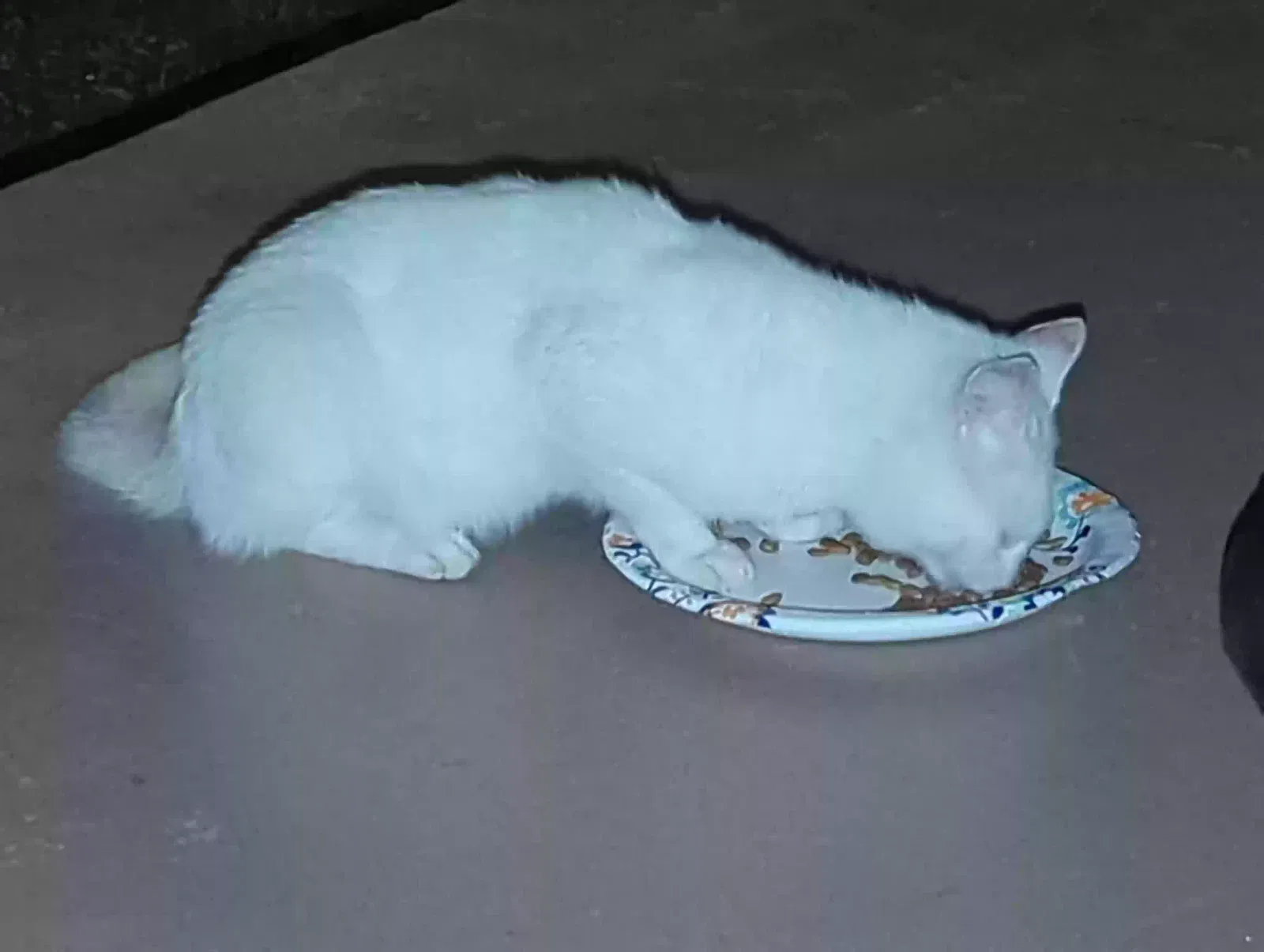 Found cat in Rocky Gap, VA, 24366